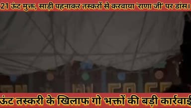 #ऊंट_तस्करी_के_खिलाफ_बड़ी_कार्रवाई_21_ऊंट_मुक्त, #साड़ी_पहनाकर_तस्करों_से_करवाया_राणा_जी_पर_डांस
#camel #taskari #ke #kh...