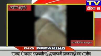घायल नीलगाय तड़फती रही,इलाज में लापरवाही का आरोप