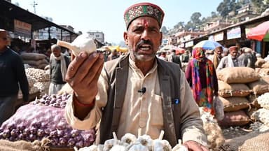 7 मई 2026, को सोलन मंडी में लोकल लहसुन 50 से 152 रुपए प्रति किलो बिका #lahsun #solan #mandi #himachal