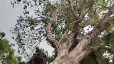 पीपलदा: इटावा उपखंड क्षेत्र में मौसम का बदला मिजाज, तेज आंधी से उखड़े पेड़, बिजली के तार टूटे, सामान्य जन जीवन अस्त व्यस्त