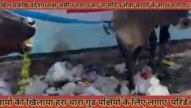 #खेल_प्रकोष्ठ_प्रदेशाध्यक्ष_अमीन_पठान_का_जन्मदिन_सेवा #कार्यों_के_साथ_मनाया_गायों_को_खिलाया_चारा_गुड
#khel #prkoshath #...