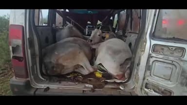 जशपुर: ऑपरेशन शंखनाद: जशपुर पुलिस ने किया बड़ा एक्शन, 5 गौवंश को मुक्त कराया; फरार तस्कर गिरफ्तार