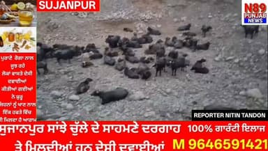 ਸੁਜਾਨਪੁਰ ਚ ਨਹੀਂ ਰੁਕ ਰਹੀ ਜਾਨਵਰਾਂ ਦੀ ਤਸਕਰੀ, ਸੁਜਾਨਪੁਰ ਨੇੜੇ 112 ਪਸ਼ੂ ਬੇਰਹਿਮੀ ਨਾਲ ਬੰਨ੍ਹੇ ਮਿਲੇ
