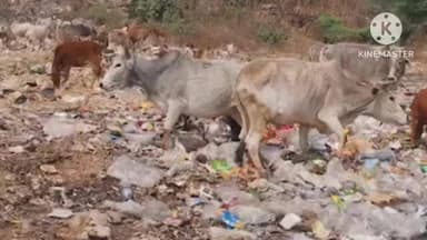 बैकुंठपुर: बैकुंठपुर में कचरा खाकर बीमार हो रहे मवेशी, नगर पालिका पर लापरवाही के आरोप