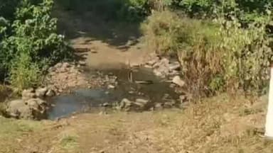 मंडला: बम्हनी-बिछुआ मार्ग पर दिखा नाग-नागिन का जोड़ा, वीडियो वायरल होने पर देखने उमड़ी भीड़