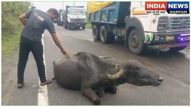 एमपीएल कोयला ढुलाई मार्ग पर हाइवा की टक्कर से भैंस गंभीर घायल #indianewsdarpan