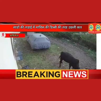 ऋषिकेश: आवारा सांडों का आतंक। लड़ाई में माचिस की डिब्बी की तरह उछली कार। सीसीटीवी में कैद हुआ खौफ। #exclusive #newstoday ...