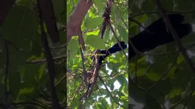 #totalkhabare #koyal #delhinews #birds #tree #delhi #news #viral #latestnews #latest #latestupdates