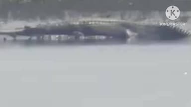 বোকাখাত: কাজিৰঙা ৰাষ্ট্ৰীয় উদ্যানত প্ৰথমবাৰলৈ পৰ্যটকে প্ৰত্যক্ষ কৰিলে ঘঁৰিয়াল,এক বিৰল দৃশ্য