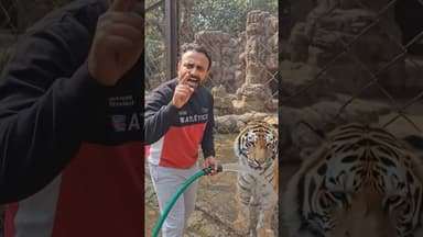 चिड़ियाघर में टाइगर को पाइप से नहलाते हुए #funny #amgaon #ahmednagar #indiamemes