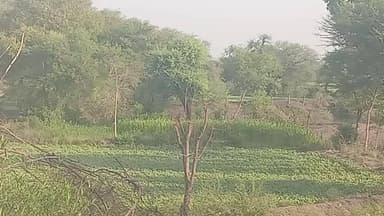 जय श्री महाकाल 🙏रायसेन वाले 10मई कितना प्यारा "हरा -भरा "दिख रहा है खेत l आपको कैसा लगता है खेत l
#Mp #Raisen #Bareli