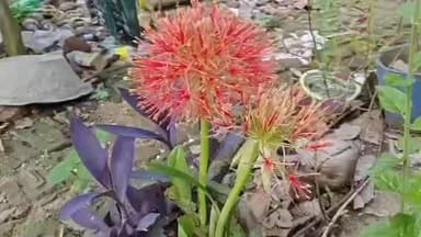 ముమ్మిడివరంలో కనువిందు చేస్తున్న అరుదైన 'మే పుష్పాలు'