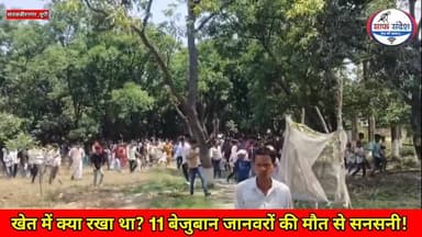 खेत में क्या रखा था? 11 बेजुबान जानवरों की मौत से सनसनी!
#UPNews #UttarPradesh #SantKabirNagar #BreakingNews #GoatDeat...