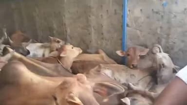 కాగజ్నగర్: గూడెం వద్ద అక్రమంగా తరలిస్తున్న పశువుల వాహనం పట్టివేత.. 11 మంది పై కేసు నమోదు