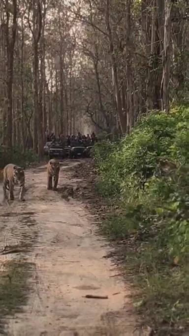 लखीमपुर खीरी- दुधवा नेशनल पार्क के सोनारीपुर रेज में बाघिन अपने शावकों के साथ पर्यटकों के सामने आ गयी .... यह नजारा देखक...