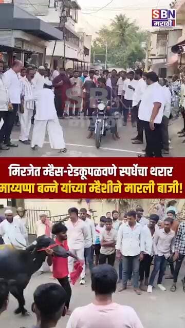 MIRAJ | मिरजेत म्हैस-रेडकूपळवणे स्पर्धेचा थरार; माय्यप्पा बन्ने यांच्या म्हैशीने मारली बाजी!
