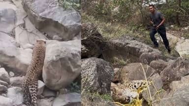 गुप्त सहस्त्रधारा के पास मिला घायल Leopard, वन विभाग ने किया Safe Rescue