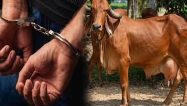 नाशिक: चांदवड चौफुलीवर पोलिसांनी बोलेरो वाहनातून गोवंशीय जनावर केली जप्त