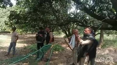 बिजनौर: बिजनौर में आम के बाग में पेड़ पर बैठे गुलदार का वन विभाग ने किया रेस्क्यू