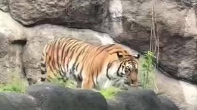 गोहरगंज: भोजपुर के कीरत नगर के पास गुफा मंदिर क्षेत्र में दिखा बाघ, सोशल मीडिया पर वीडियो वायरल