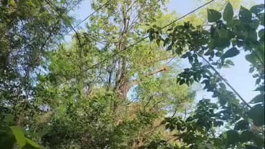 सरायकेला: सरायकेला नपं अध्यक्ष ने अधिकारियों के साथ उलीझाड़ी ग्रिड से सरायकेला सब स्टेशन तक विद्युत लाइन का किया निरीक्षण