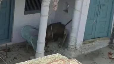 कासगंज: गढ़ी हरनाठेर गांव में जंगली सूअर ने घर में घुसकर किया हमला, हमले में ग्रामीण गंभीर रूप से घायल हुआ