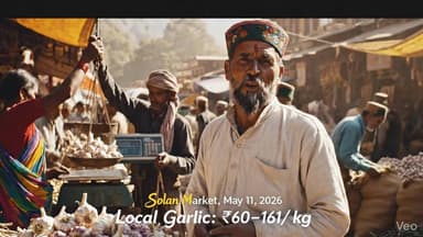 11 में 2026, सोलन मंडी में लोकल लहसुन 60 से 161 रुपए प्रति किलो बिका ....#lahsun #himachallahsun #garlic #himachalprades...