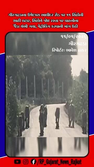 ગીરગઢડાના ઉમેદપરા-આલીદર રોડ પર 11 સિંહોની શાહી લટાર, વાહનચાલકોમાં ભયનો માહોલ