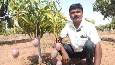 ಕೊಪ್ಪಳ: ಹಣ್ಣುಗಳ ರಾಜ ಮಾವು ಮೇಳದ ಪ್ರಮುಖ ಆಕರ್ಷಣೆ; ಮಿಯೋಝಾಕಿ ಮಾವಿನ ಹಣ್ಣು ಮಾರಾಟಕ್ಕೆ ಲಬ್ಯ