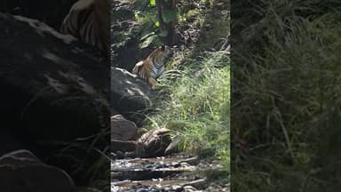 #wildlife