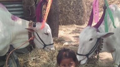 ಹಡಗಲಿ: ಹೊಳಗುಂದಿ ಗ್ರಾಮದಲ್ಲಿ ಜೋಡೆತ್ತುಗಳನ್ನು ಕಳ್ಳತನ ಮಾಡಿದ ಕದೀಮರು