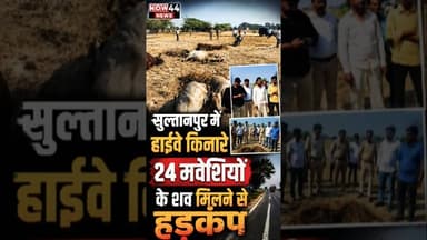 सुल्तानपुर में हाईवे किनारे 24 मवेशियों के शव मिलने से हड़कंप #now44 #ytshorts #breaking #sultanpur
