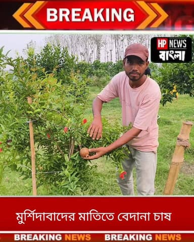 হরিহরপাড়ার মাটিতে নতুন স্বপ্ন — বেদানা চাষে বদলে যাচ্ছে গ্রামের ছবি