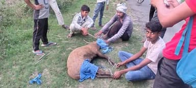 तिलहर/शाहजहांपुर
====
जंगली हिरण पर
कुत्तों ने किया हमला।
=====
विवेक शर्मा (अंशु)
आवारा कुत्तों...