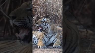 #wildlife
