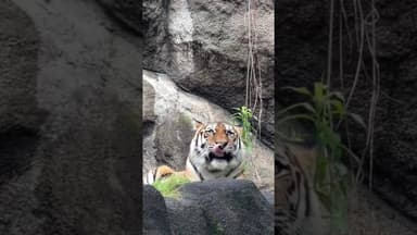 #tiger