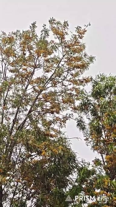 Live from Shamshi Bhuntar Distt Kullu.
Follow our Facebook Channel Satrangi Channel, Kullu Bhuntar Halchal, Mullanpur TV...