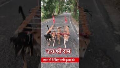 जय श्री राम 🙏 ध्यान से देखिये सभी कुत्ते को !! #doglover #shortsfeed #viralvideo #jaishreeram