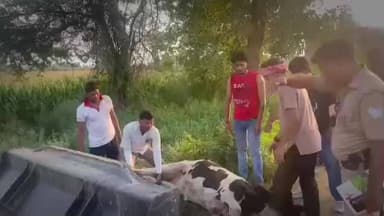 बेवर हाइवे पर नंदी महाराज का एक्सीडेंट मामले में सूचना मिलते ही गौ सेवक मौके पर पहुंचे इलाज किया ।