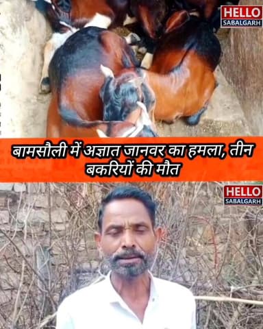 #बामसौली में अज्ञात जानवर का हमला, तीन बकरियों की मौत, पीड़ितों ने थाने में दिया आवेदन------
#सबलगढ़ जनपद की ग्राम पंचा...