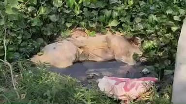 भभुआ: भभुआ-कुदरा बायपास रोड पर सोनहन बस स्टैंड के पास नहर में मिला शव, मची सनसनी