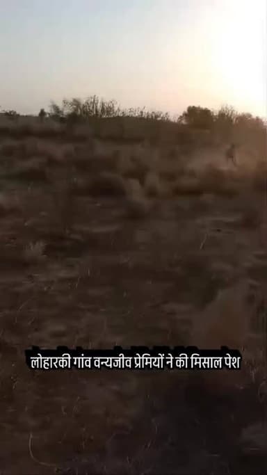 #लोहारकी गांव वन्यजीव प्रेमियों ने की मिसाल पेश, घायलावस्था में जंगल में गुम रही थी नीलगाय को पकड़कर किया रेस्क्यू।