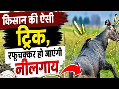 किसान की ऐसी ट्रिक, रफूचक्कर हो जाएंगी नीलगाय | kisan ki trick ravishnkar ho jaegi nelgay #kisan #mp
