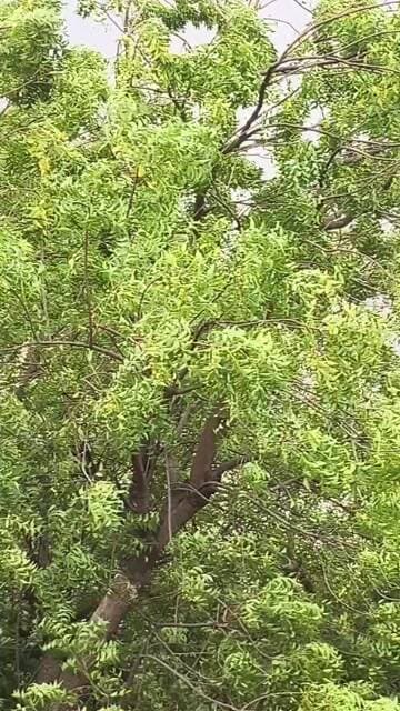 भरतपुर के वैर इलाके में आया तेज अंधड़......
