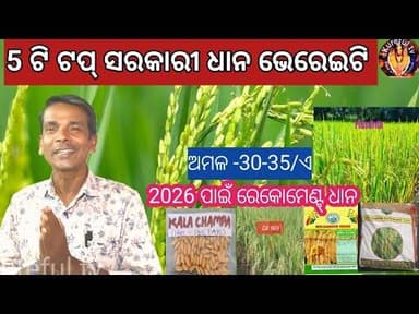 ୫ ଟି ଟପ୍ ସରକାରୀ ଧାନ 2026// ଅନୁମୋଦିତ ସରକାରୀ ଧାନ// best variety of paddy in 2026 //30-35 quntl acre