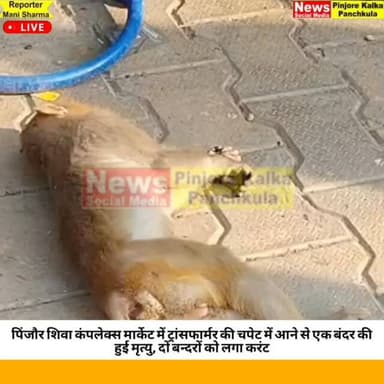 पिंजौर शिवा कंपलेक्स मार्केट में ट्रांसफार्मर की चपेट में आने से एक बंदर की हुई मृत्यु, दो बन्दरों को लगा करंट।
Like /co...