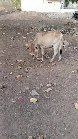 ग्रीष्म ऋतु में घरों के सामने गोवंश हेतु पानी रखकर गोवंश की रक्षा की जा रही है