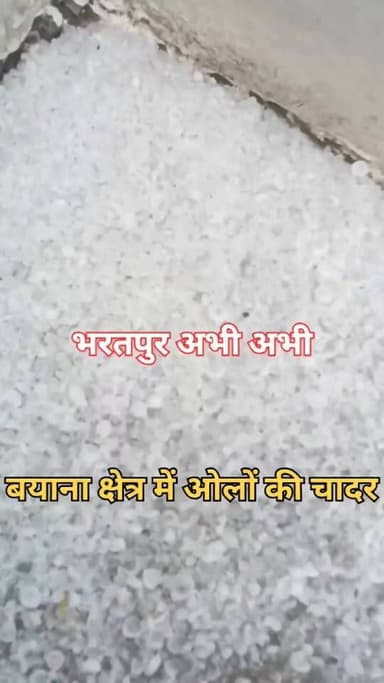 #ओलों_की_चादर..
भरतपुर। बयाना उपखंड के तरसूमा, सामरी और बुडबार सहित कई गांवों में मंगलवार को तेज आंधी और भारी ओलावृष्टि ...