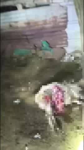 தேன்கனிகோட்டை: மணியம்பாடியில் நள்ளிரவில் பட்டியில் புகுந்து ஆடுகளை கடித்து குதறிய சிறுத்தை : 8 ஆடுகள் பலி 7 ஆடுகள் படுகாயம்