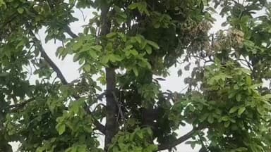 ଲୋଇସିଂହା: ଆମଝରଣ ଜଙ୍ଗଲରୁ ଉଦ୍ଧାର ମୃତଦେହର ମିଳିଲା ପରିଚୟ ସ୍ତ୍ରୀଙ୍କ ଚିହ୍ନଟ ପରେ ପରିବାରକୁ ହସ୍ତାନ୍ତର କଲା ପୁଲିସ